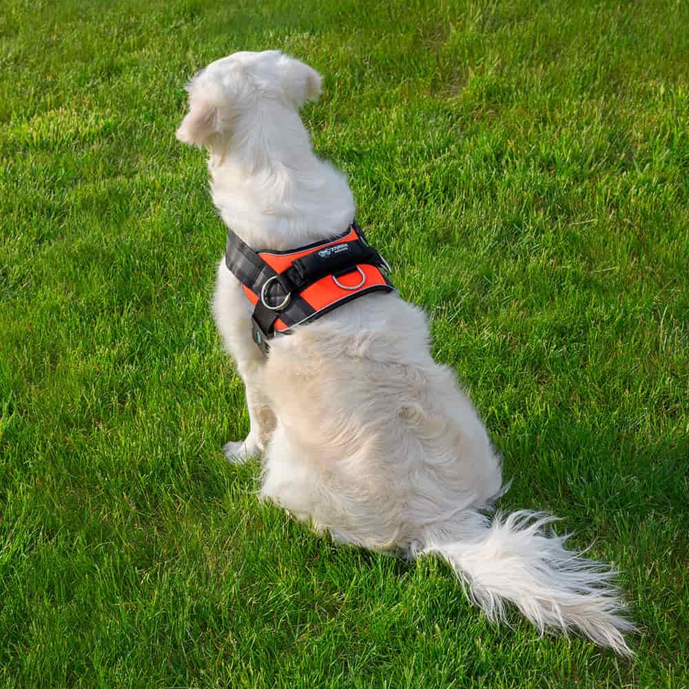 Joyride Premium Advanced Dog Harness 2.0 (Solid Colors) - Image 14